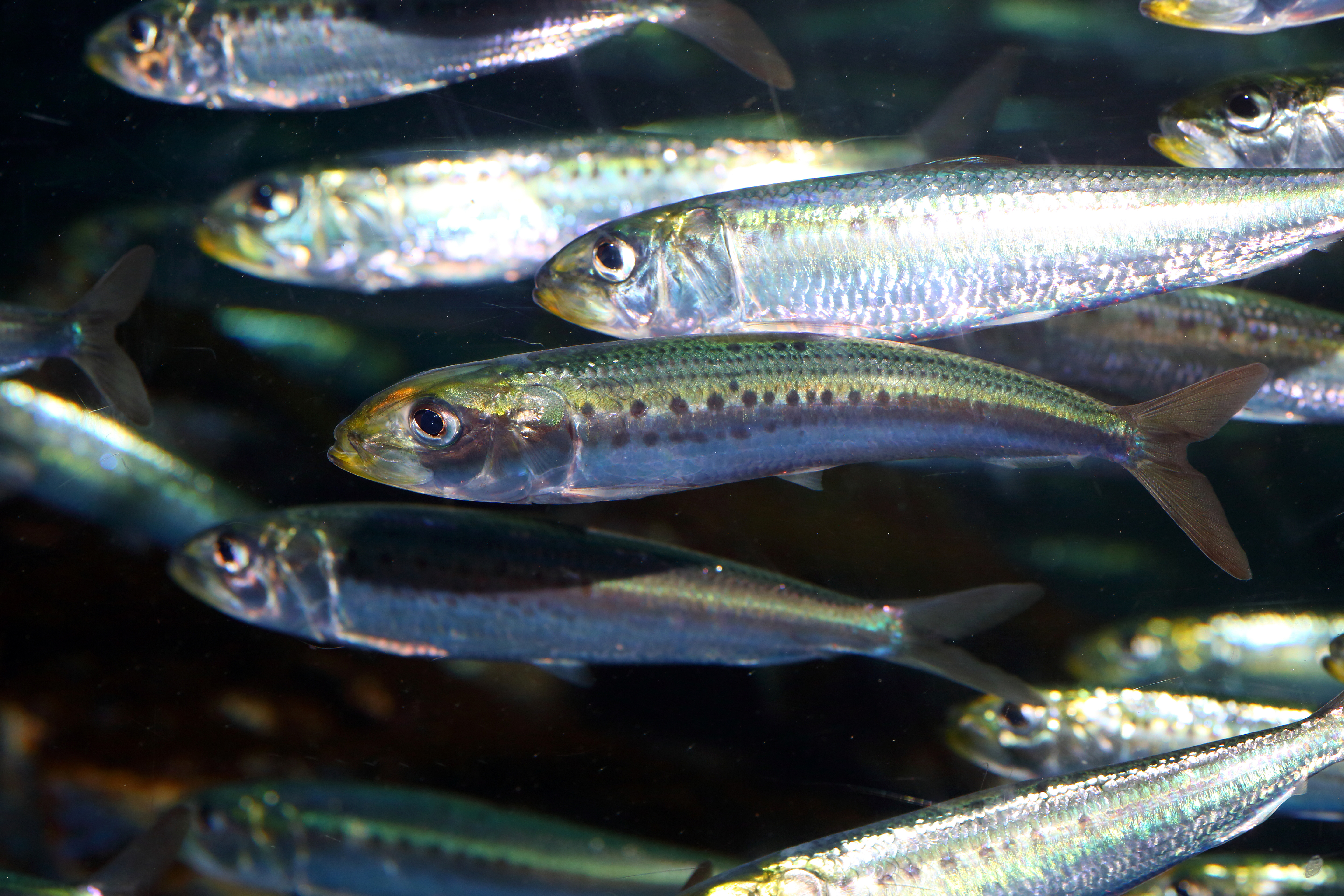 YOUR OMEGA-3 BOOST